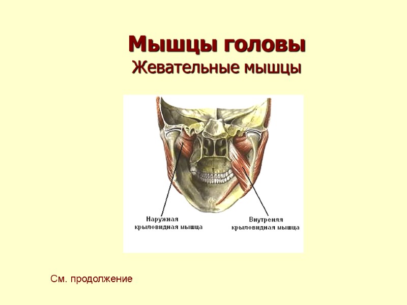 Мышцы головы Жевательные мышцы См. продолжение